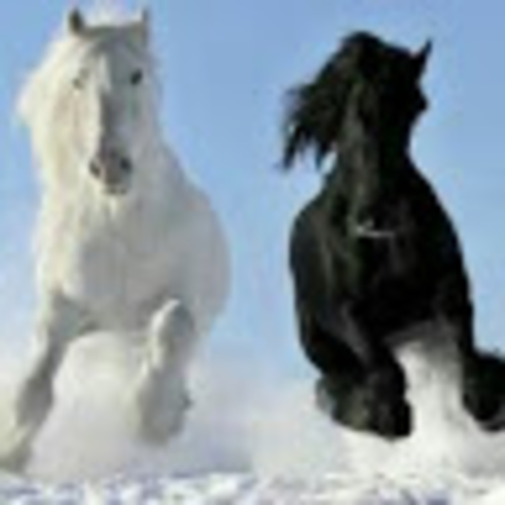 Meet your Posher, Nina